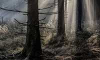 „Waldimpressionen“ des Photoclubs Panoptikum Oberschützen